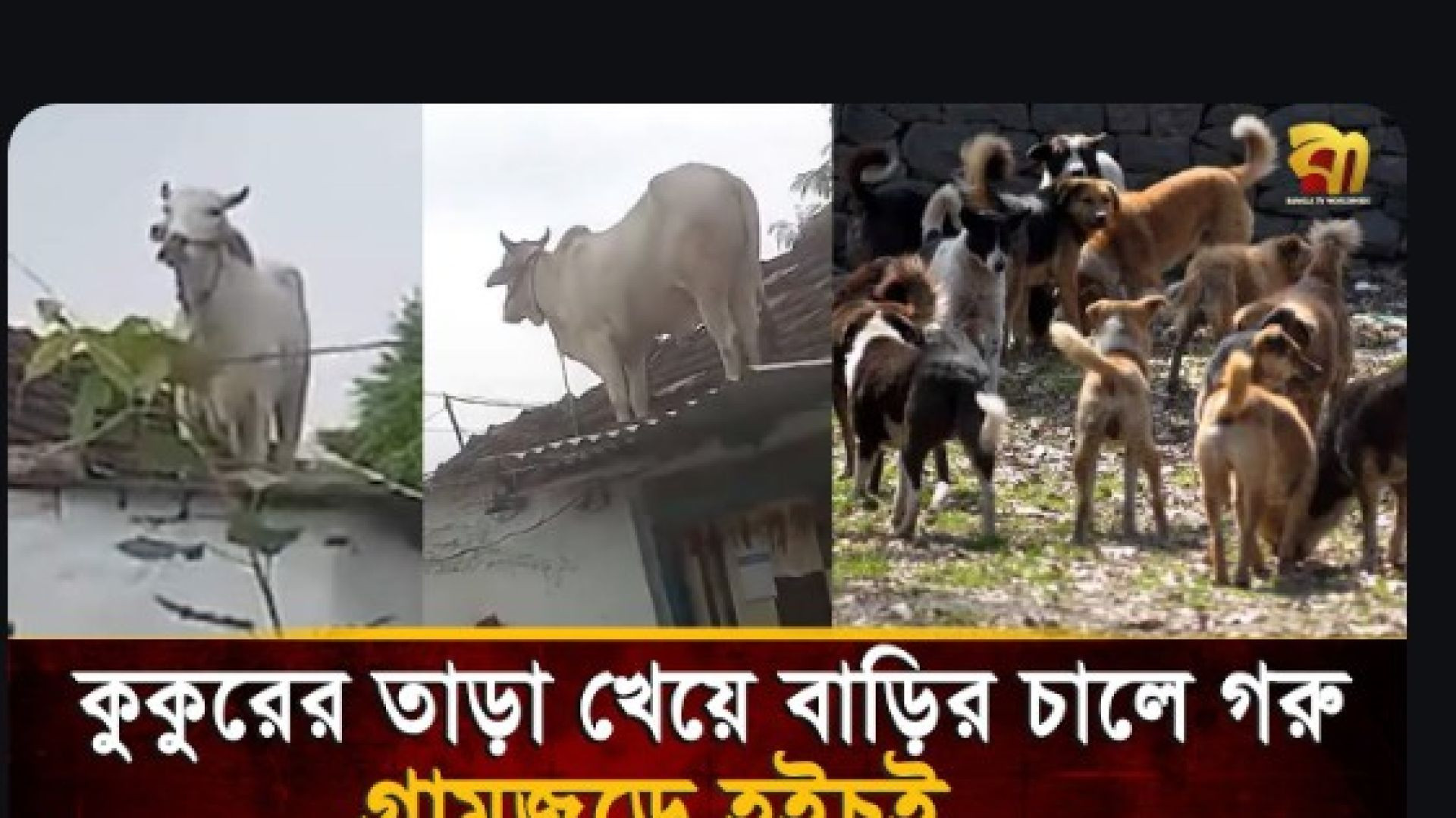 কুকুরের তা'ড়া খেয়ে বাড়ির চালে উঠে গেল ষাঁড়! ভিডিও ভাইরাল | Bangla TV
