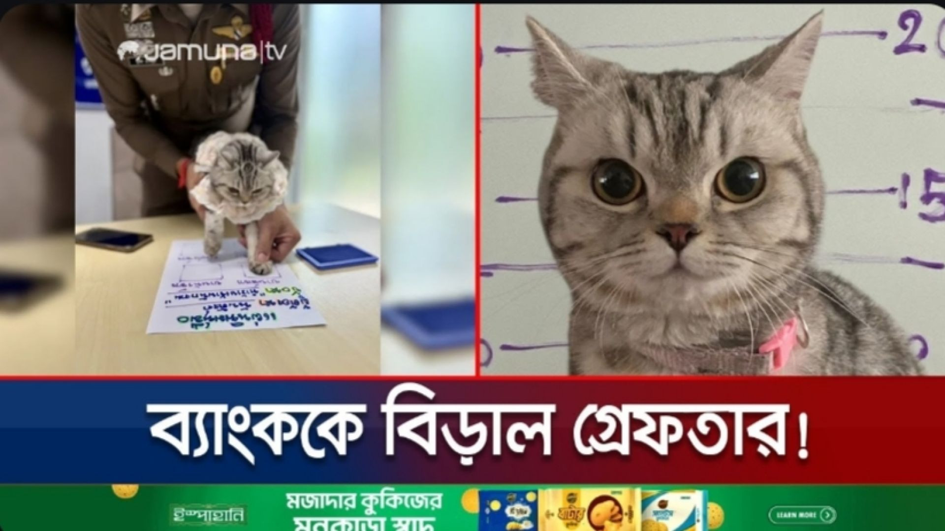 পুলিশের ওপর হামলার অভিযোগে বিড়ালকে আটক করলো পুলিশ! | Bangkok Cat Arrested | Jamuna TV