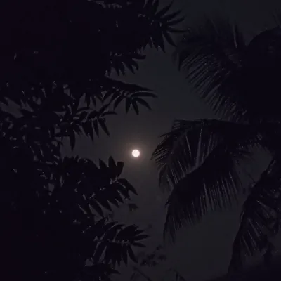 ommehabiba26703 avatar