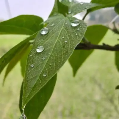 fahimfuad Fahim avatar