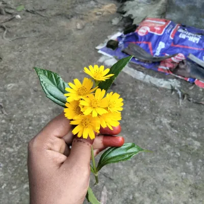 Mahi Akter  avatar